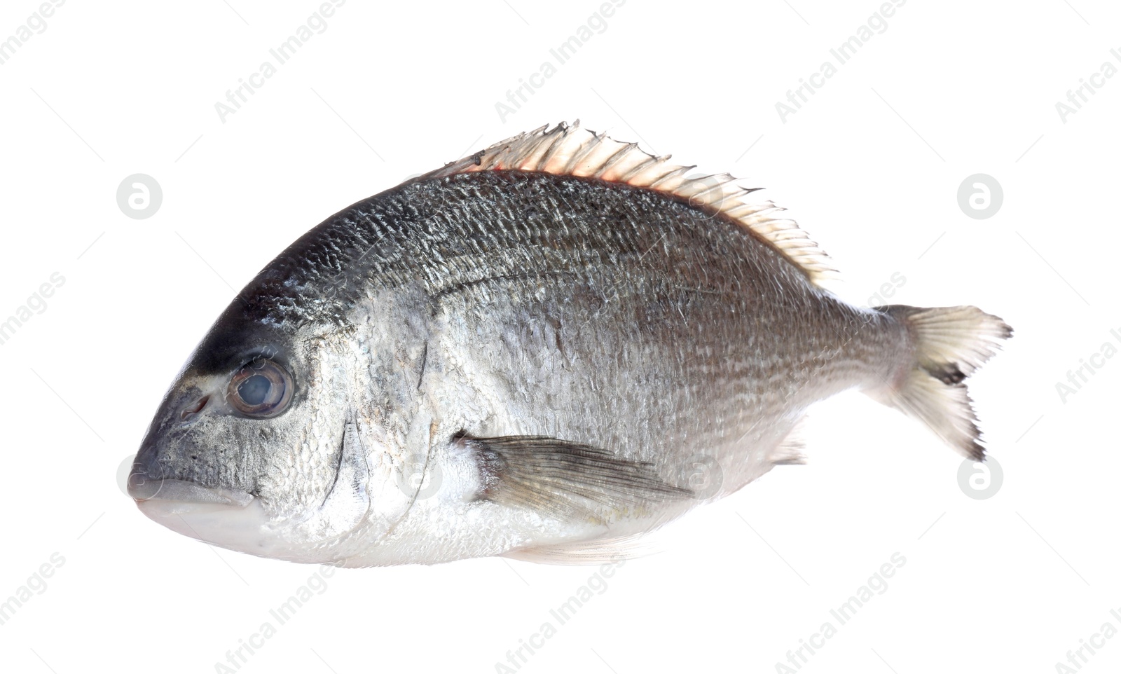 Fresh raw dourade fish isolated on white. Organic seafood Photo of Fresh raw dourade fish isolated on white. Organic seafood