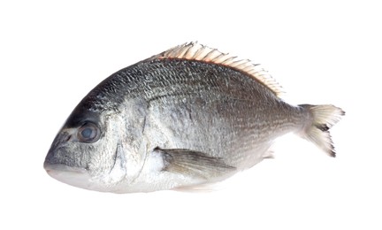 Photo of Fresh raw dourade fish isolated on white. Organic seafood