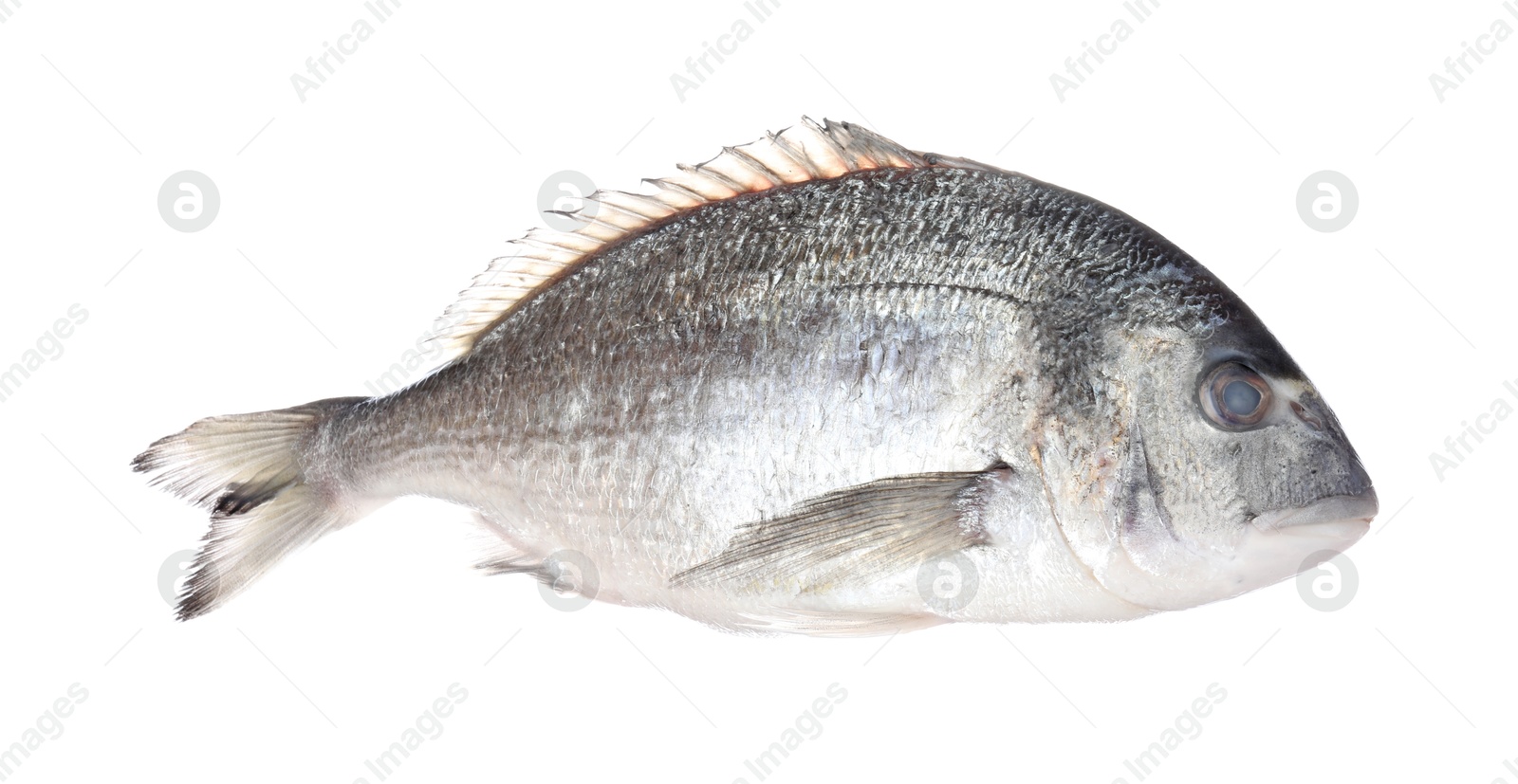 Fresh raw dourade fish isolated on white. Organic seafood Photo of Fresh raw dourade fish isolated on white. Organic seafood