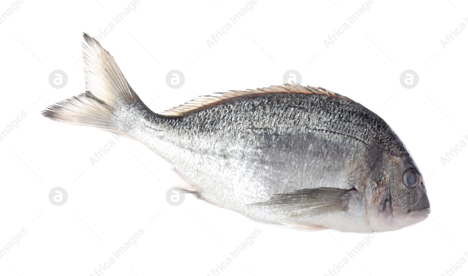 Fresh raw dourade fish isolated on white. Organic seafood Photo of Fresh raw dourade fish isolated on white. Organic seafood