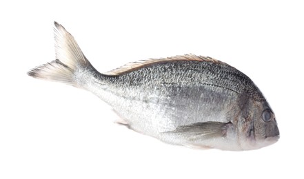 Photo of Fresh raw dourade fish isolated on white. Organic seafood