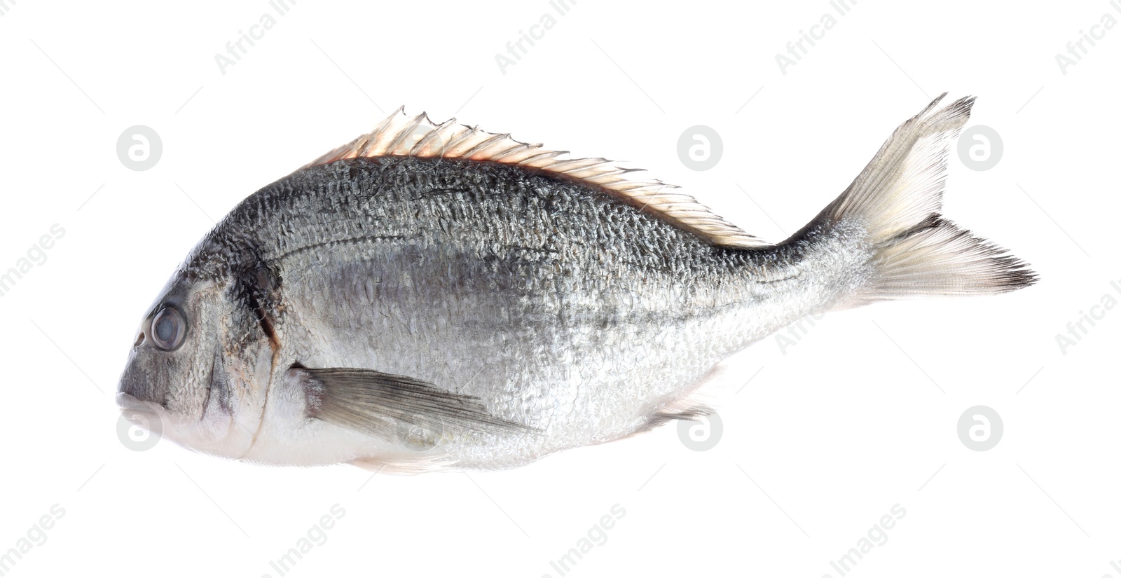 Fresh raw dourade fish isolated on white. Organic seafood Photo of Fresh raw dourade fish isolated on white. Organic seafood