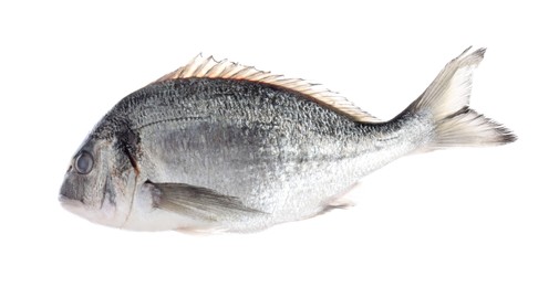 Photo of Fresh raw dourade fish isolated on white. Organic seafood