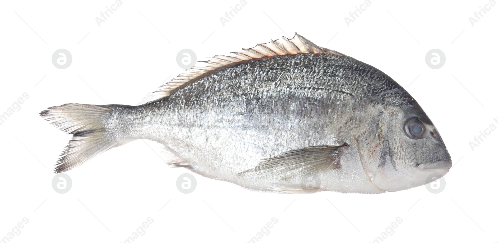 Fresh raw dourade fish isolated on white. Organic seafood Photo of Fresh raw dourade fish isolated on white. Organic seafood