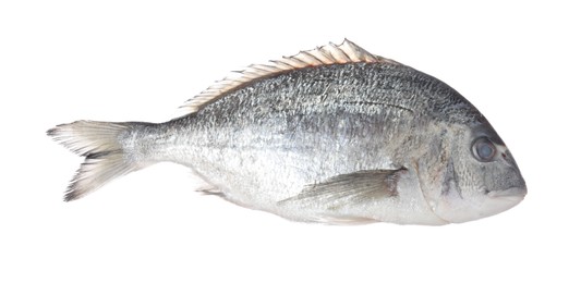 Photo of Fresh raw dourade fish isolated on white. Organic seafood