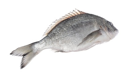 Photo of Fresh raw dourade fish isolated on white. Organic seafood