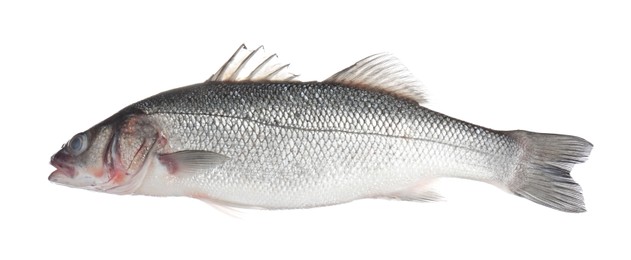 Photo of Fresh raw seabass fish isolated on white. Organic seafood
