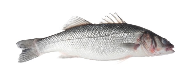 Photo of Fresh raw seabass fish isolated on white. Organic seafood