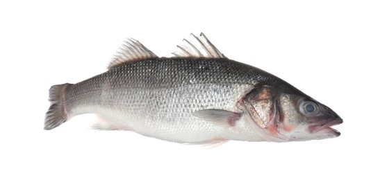 Photo of Fresh raw seabass fish isolated on white. Organic seafood
