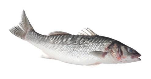 Photo of Fresh raw seabass fish isolated on white. Organic seafood