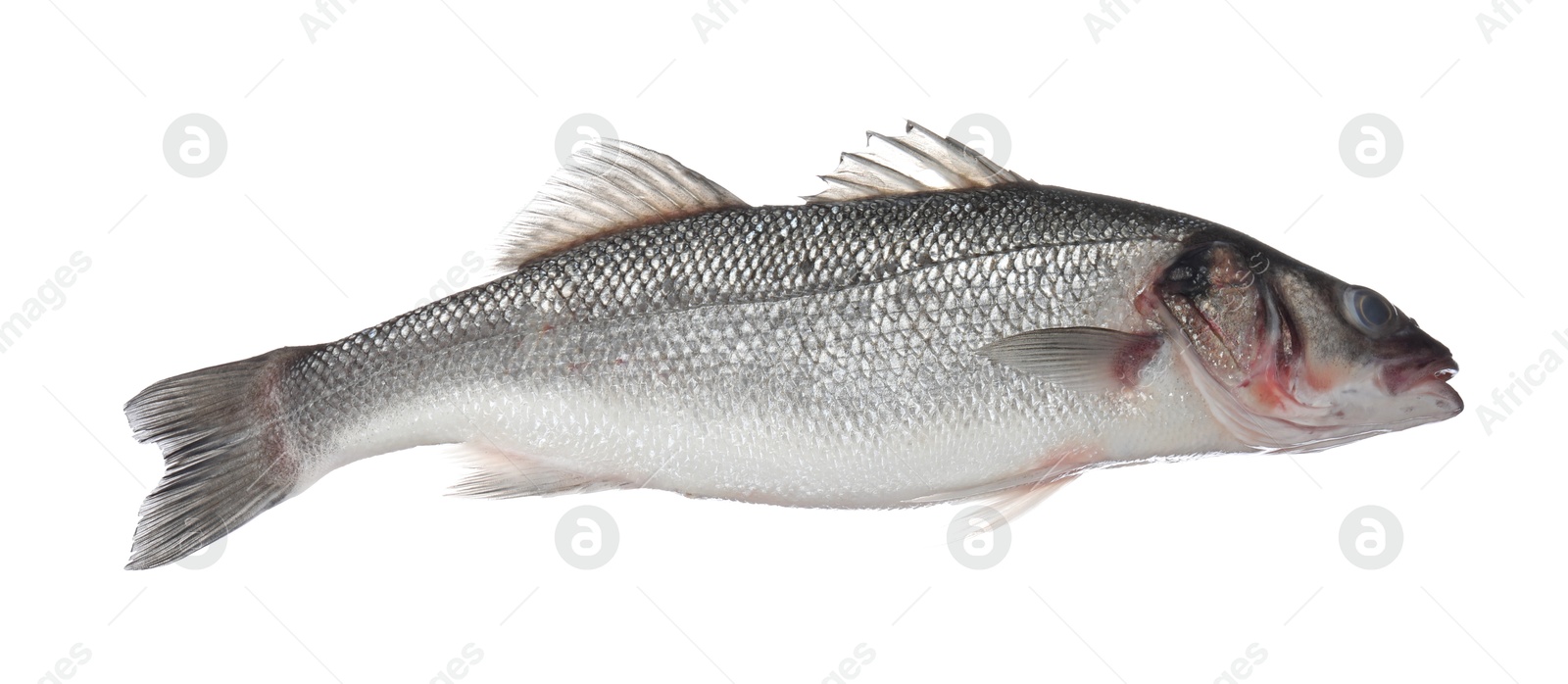 Fresh raw seabass fish isolated on white. Organic seafood Photo of Fresh raw seabass fish isolated on white. Organic seafood