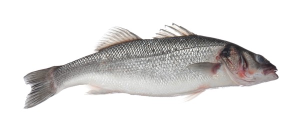 Photo of Fresh raw seabass fish isolated on white. Organic seafood