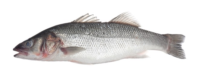 Photo of Fresh raw seabass fish isolated on white. Organic seafood