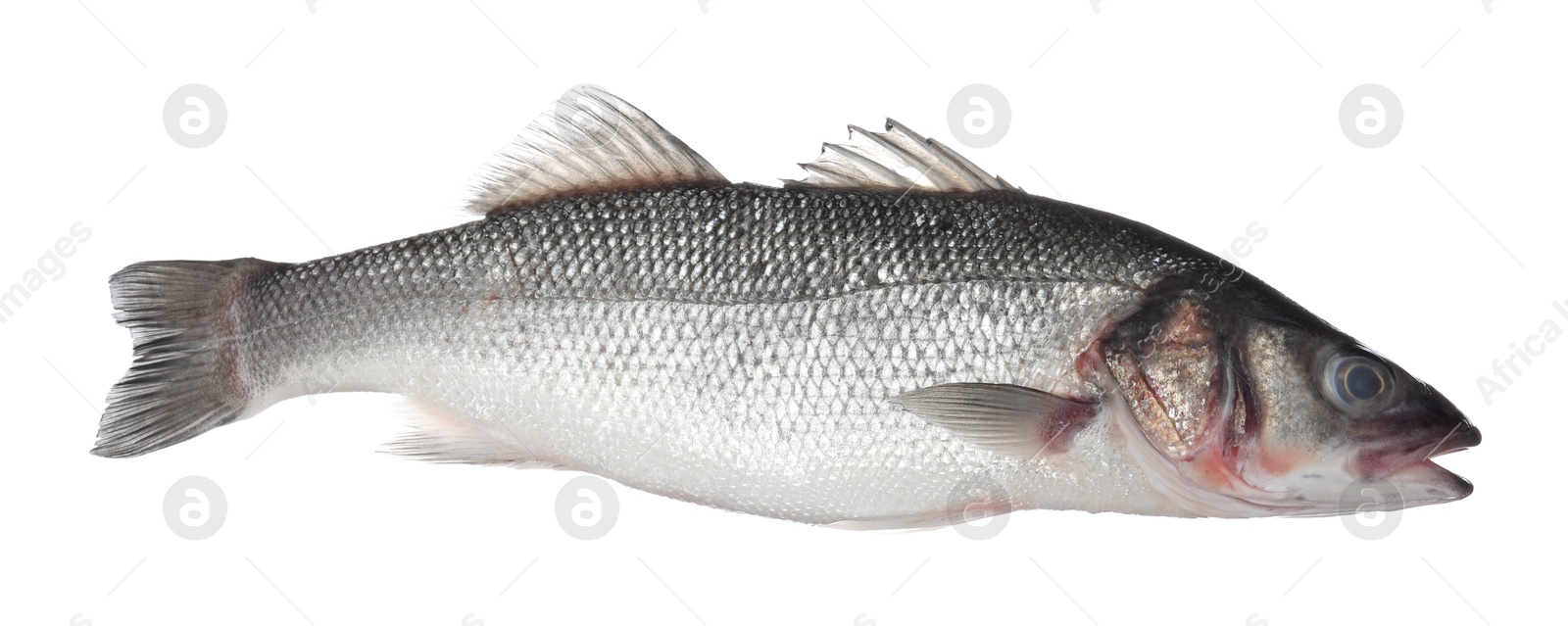 Fresh raw seabass fish isolated on white. Organic seafood Photo of Fresh raw seabass fish isolated on white. Organic seafood