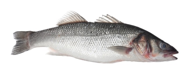 Photo of Fresh raw seabass fish isolated on white. Organic seafood