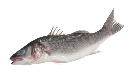 Photo of Fresh raw seabass fish isolated on white. Organic seafood