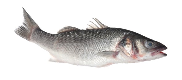Photo of Fresh raw seabass fish isolated on white. Organic seafood