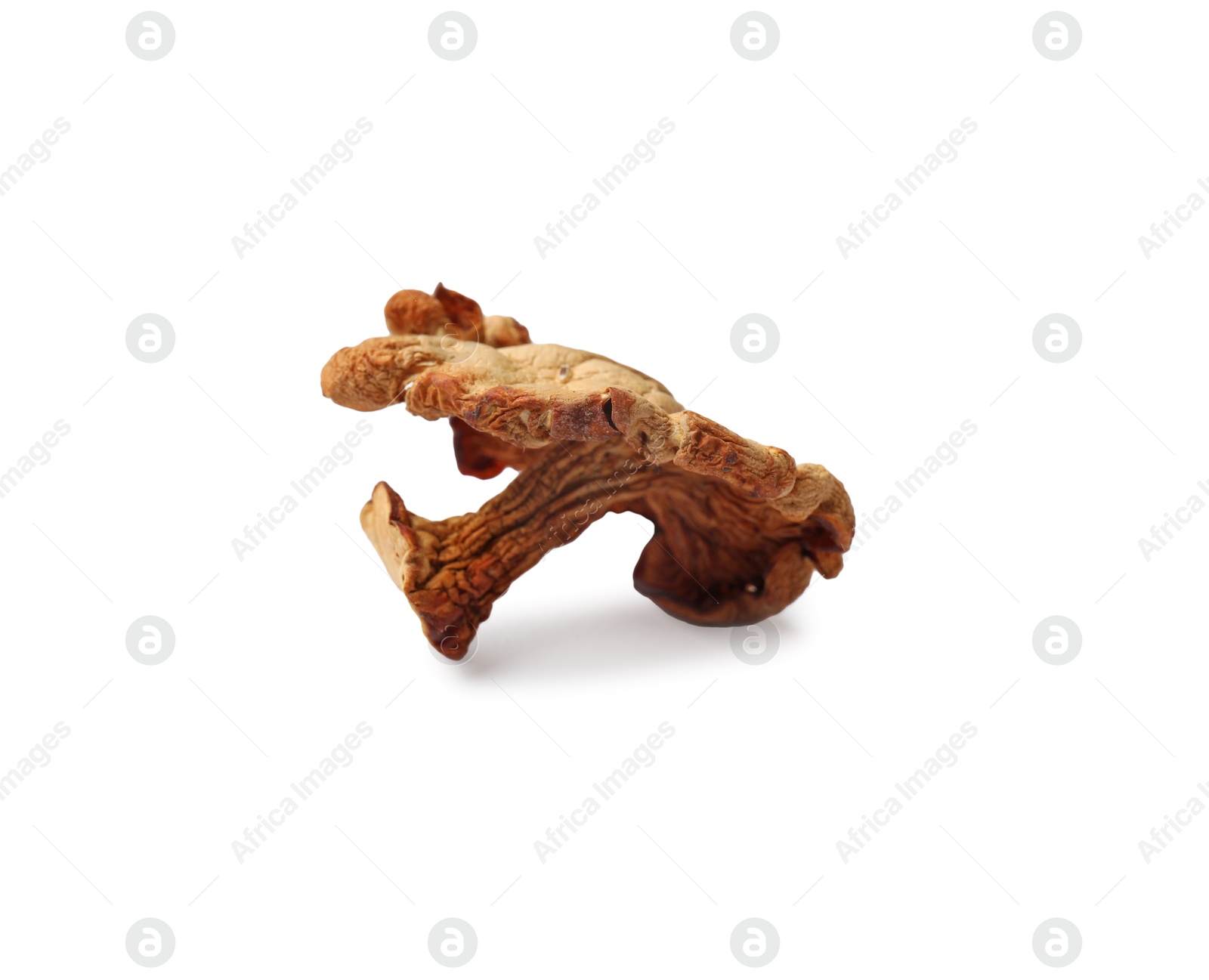 One dried chanterelle mushroom isolated on white Photo of One dried chanterelle mushroom isolated on white