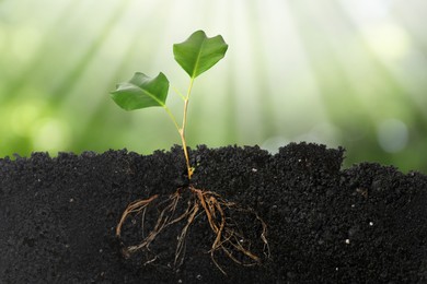 Image of Young Ficus plant with healthy root growing in soil outdoors