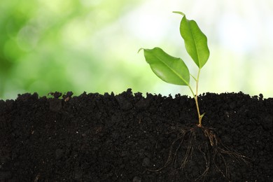 Image of Young Ficus plant with healthy root growing in soil outdoors