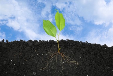 Image of Young Ficus plant with healthy root growing in soil outdoors