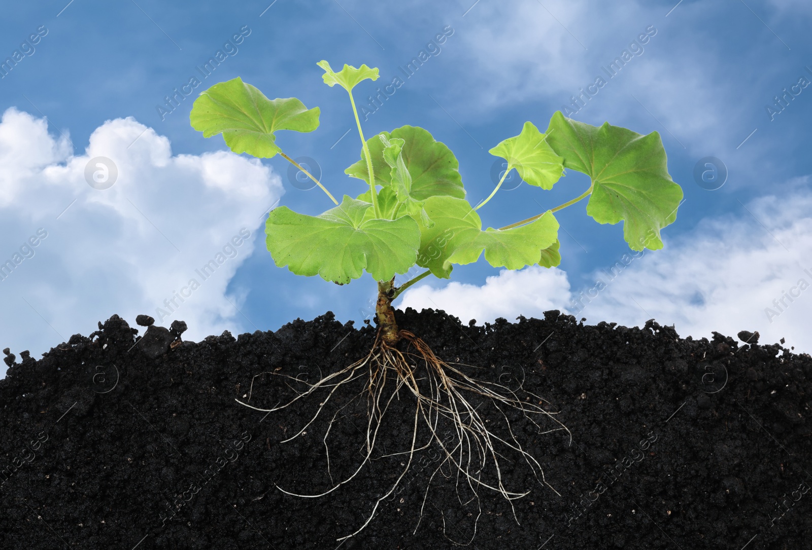 Young Pelargonium plant with healthy root growing in soil outdoors Image of Young Pelargonium plant with healthy root growing in soil outdoors