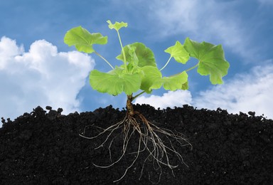 Image of Young Pelargonium plant with healthy root growing in soil outdoors