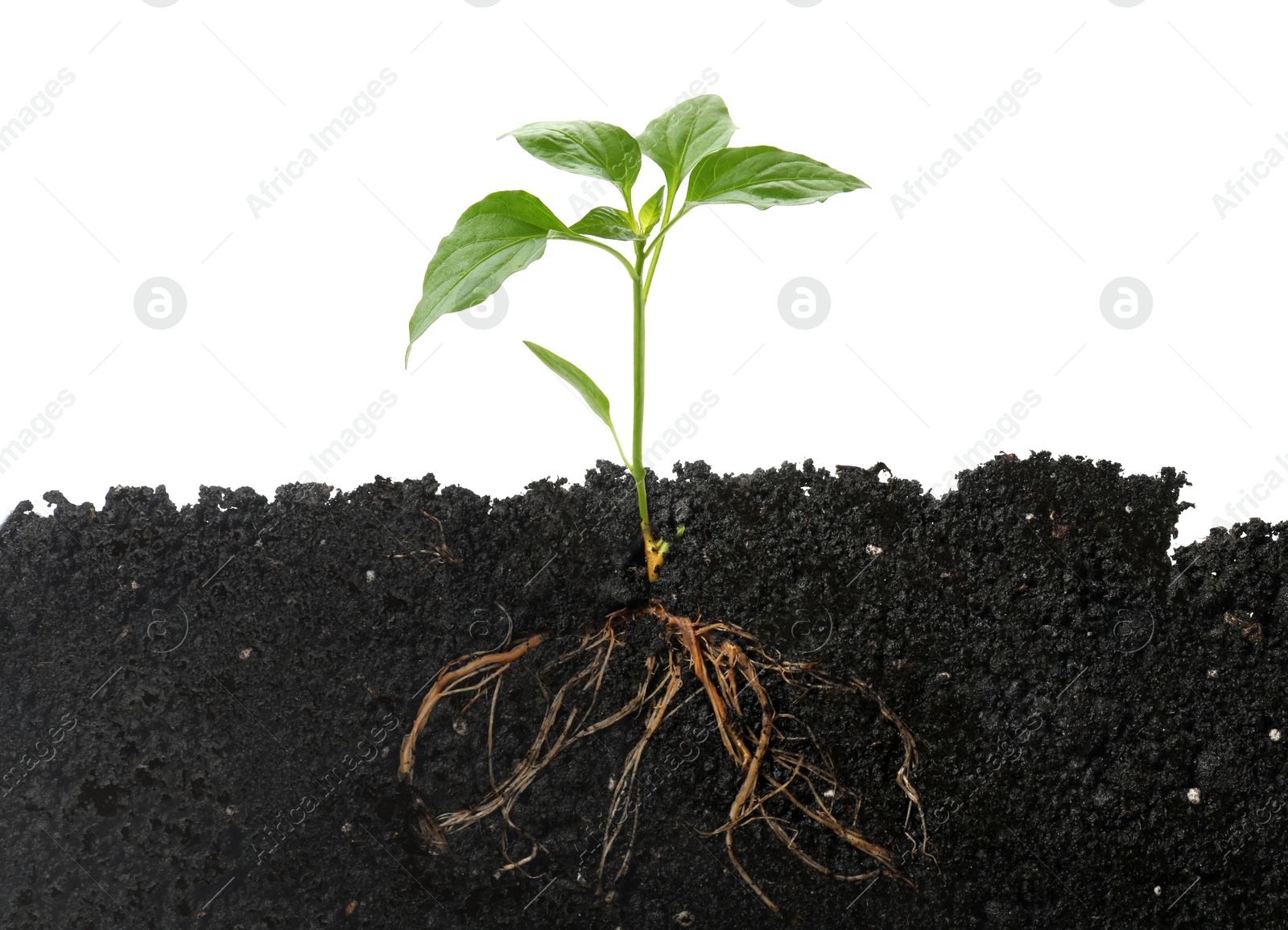 Young green plant with healthy root growing in soil against white background Image of Young green plant with healthy root growing in soil against white background