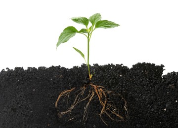 Image of Young green plant with healthy root growing in soil against white background