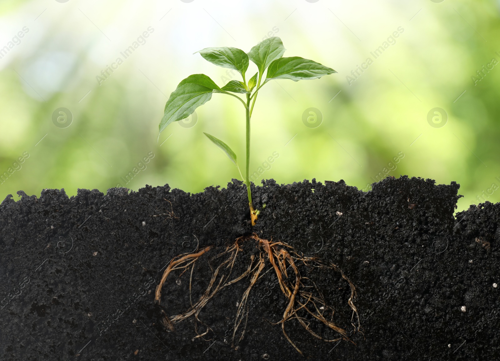 Young green plant with healthy root growing in soil outdoors Image of Young green plant with healthy root growing in soil outdoors