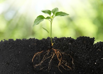 Image of Young green plant with healthy root growing in soil outdoors