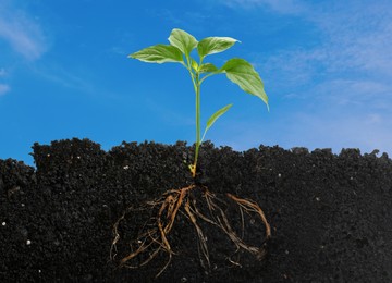 Image of Young green plant with healthy root growing in soil outdoors