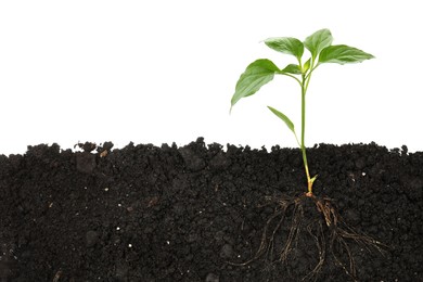 Image of Young green plant with healthy root growing in soil against white background