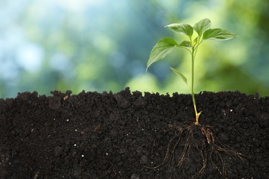 Image of Young green plant with healthy root growing in soil outdoors