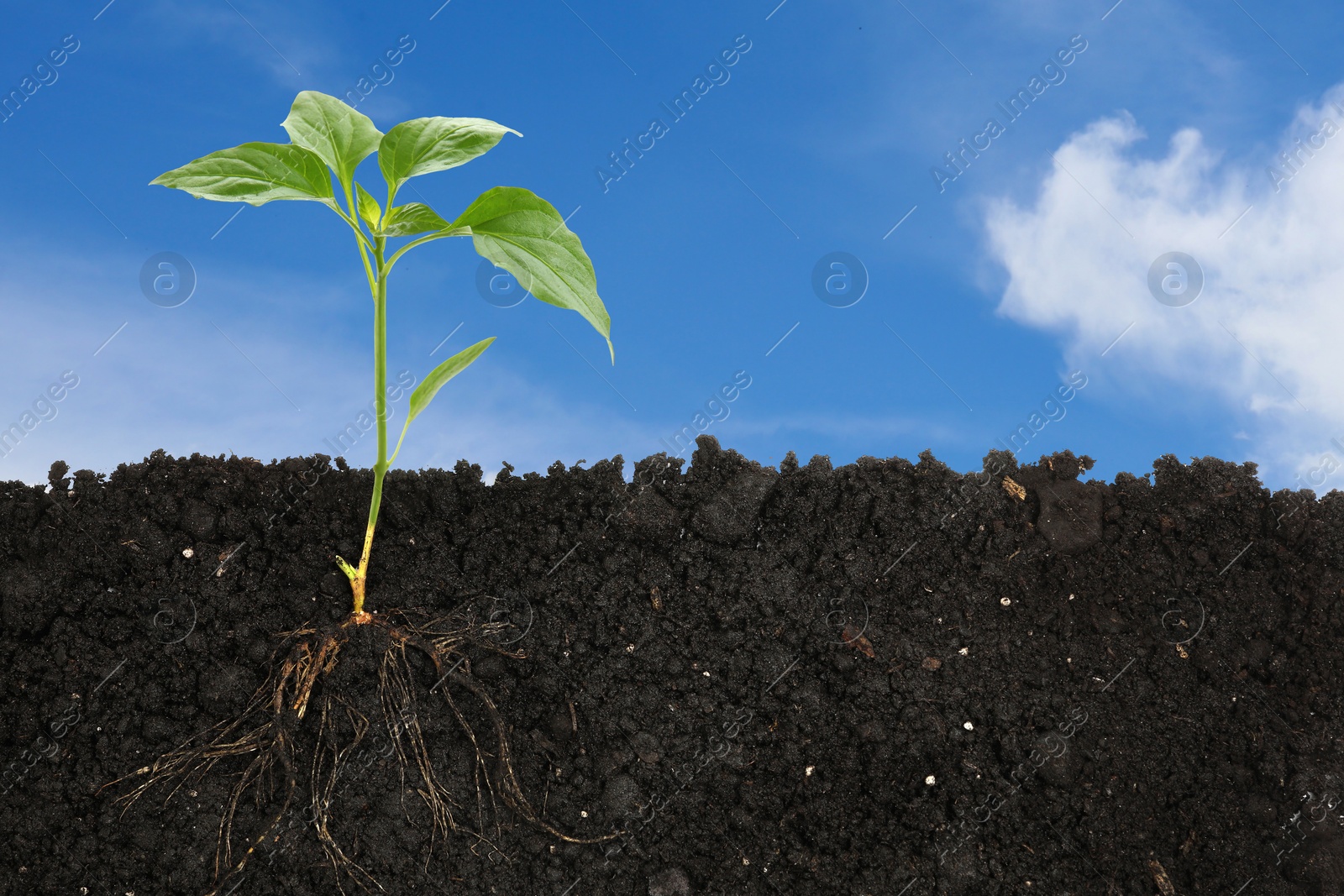Young green plant with healthy root growing in soil outdoors Image of Young green plant with healthy root growing in soil outdoors