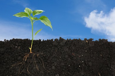 Image of Young green plant with healthy root growing in soil outdoors