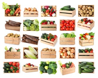 Image of Different fresh vegetables in wooden crates on white background, collage