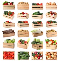 Image of Different fresh vegetables in wooden crates on white background, collage