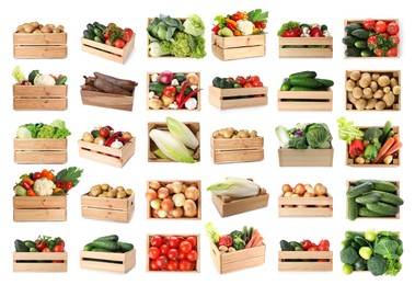 Image of Different fresh vegetables in wooden crates on white background, collage