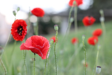 Photo of Beautiful red poppy flowers growing in field, closeup. Space for text