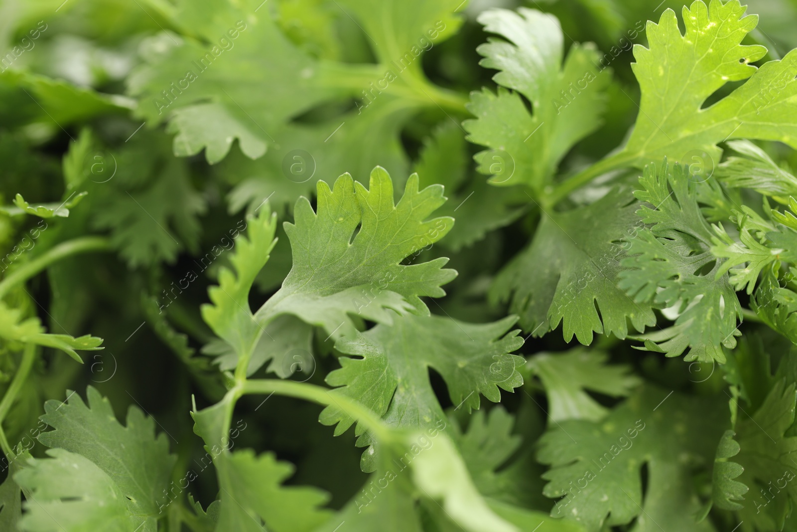 Fresh cilantro leaves as background, macro view Photo of Fresh cilantro leaves as background, macro view