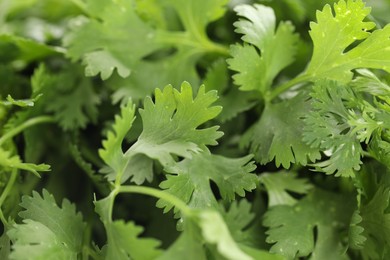 Photo of Fresh cilantro leaves as background, macro view