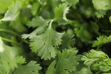 Photo of Fresh cilantro leaves as background, macro view