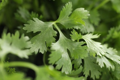 Photo of Fresh cilantro leaves as background, macro view