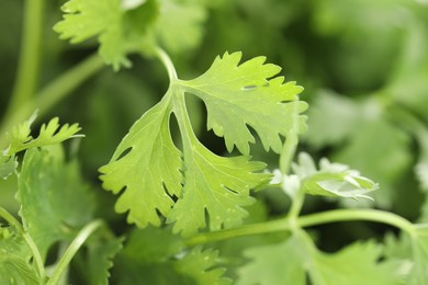Photo of Fresh cilantro leaves as background, macro view
