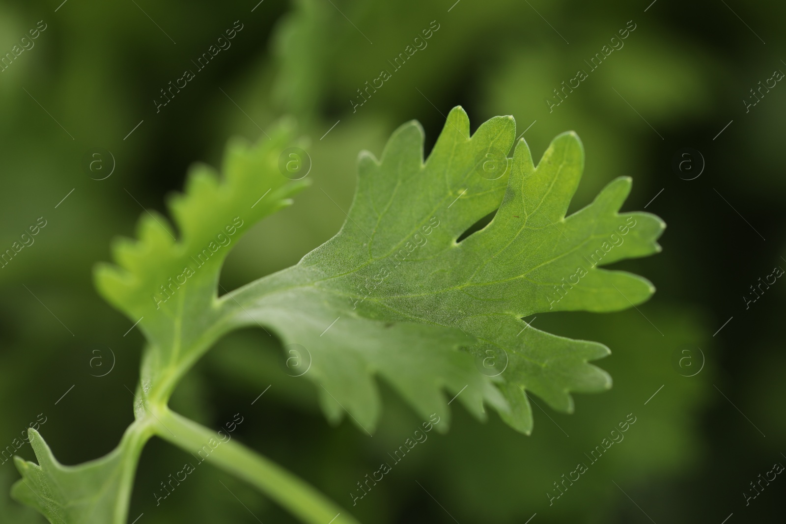Fresh cilantro leaves on blurred green background, macro view Photo of Fresh cilantro leaves on blurred green background, macro view