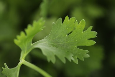 Photo of Fresh cilantro leaves on blurred green background, macro view