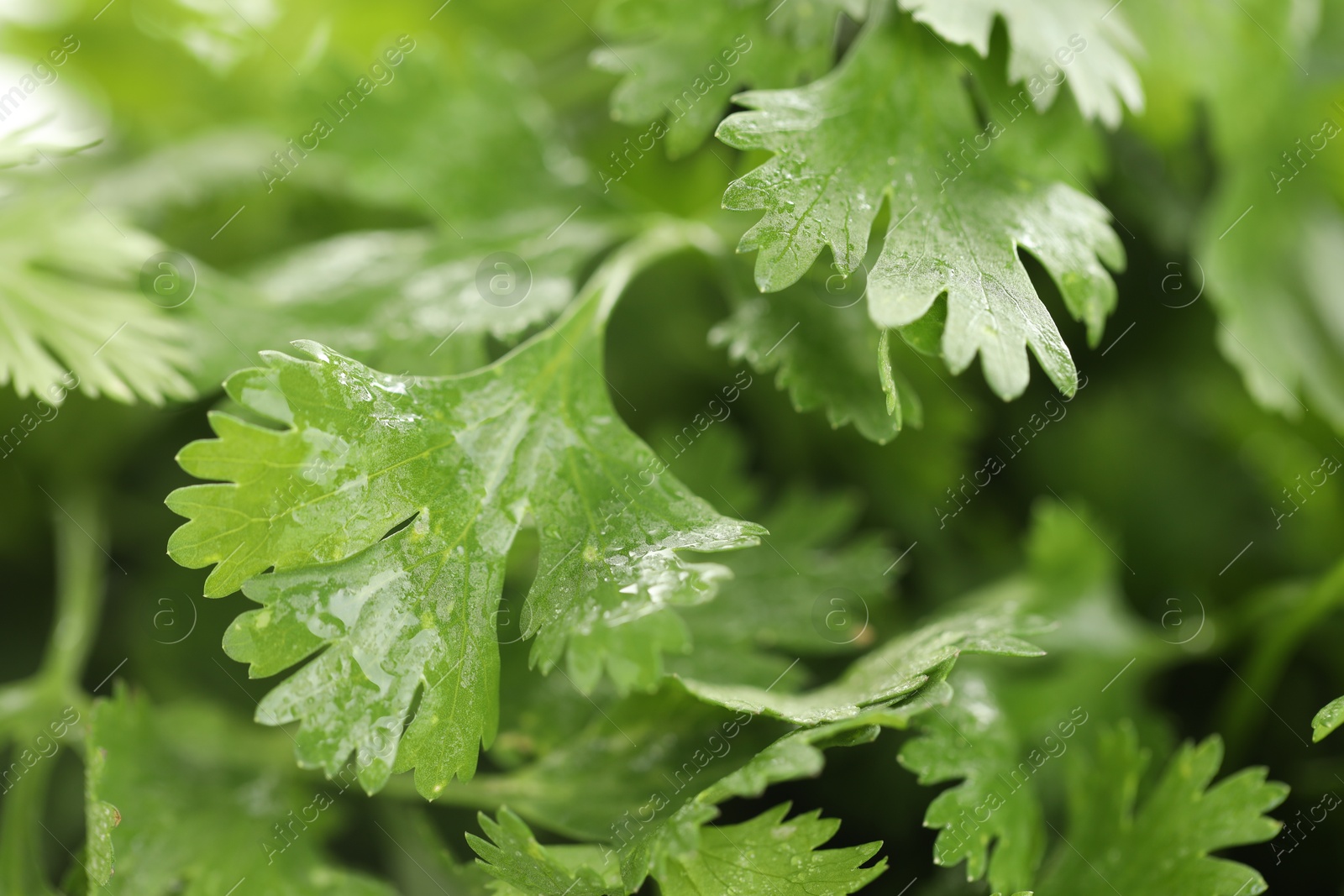 Photo of Wet cilantro leaves as background, macro view