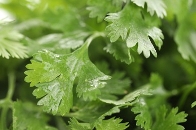 Photo of Wet cilantro leaves as background, macro view