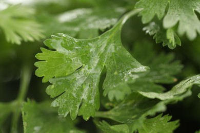 Photo of Wet cilantro leaves as background, macro view